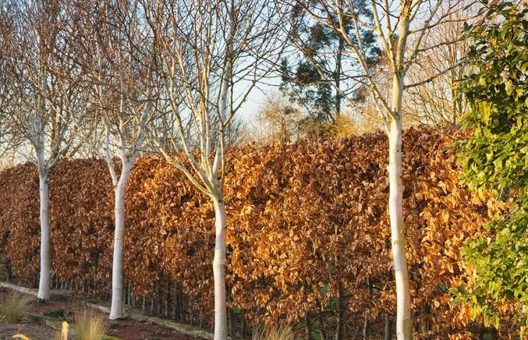 4-bouleaux-alignés-espacés-90cm