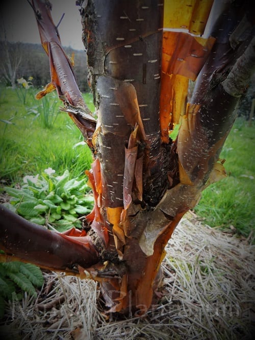 Betula-utilis-Wakehurst-Place-Chocolate