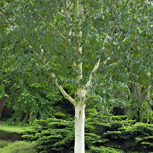 Betula-utilis-jacquemontii-Grayswood-Ghost