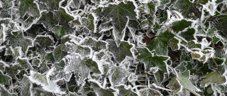 Hedera-algeriensis-givree-hiver