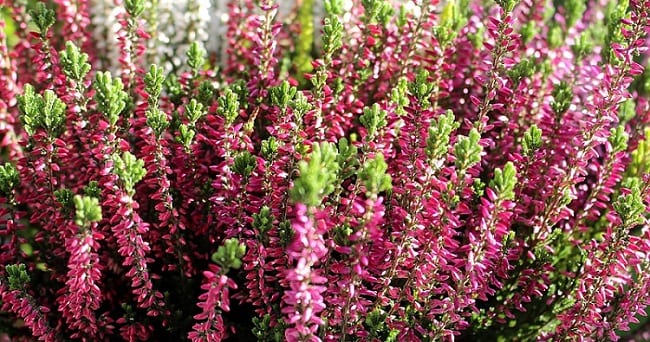bruyere-floraison-hivernale-erica