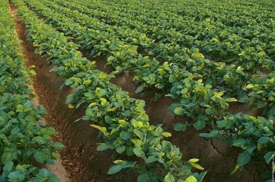 champ-pomme-terre-plantees-rangees