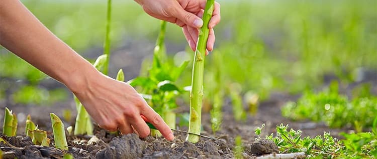 couper-lance-asperge-couteau