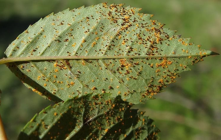 feuille-rosier-atteinte-rouille