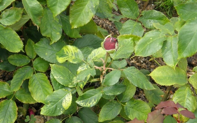 feuilles-rosier-affectees-virus-mosaique