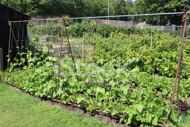 haricots-rames