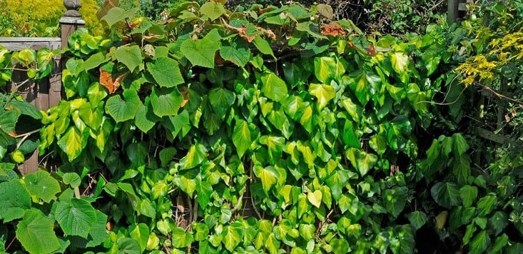 hedera-clochica