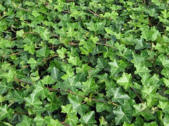 hedera-hibernica