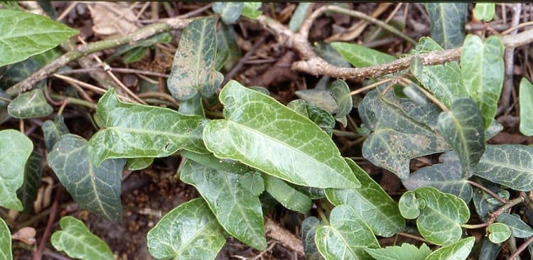hedera-pastuchovii-ann-ala