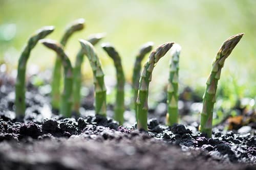 jeunes-plants-asperge