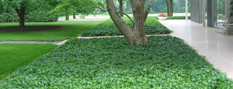 lierre-couvre-sol-jardin