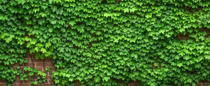 lierre-grimpant-mur