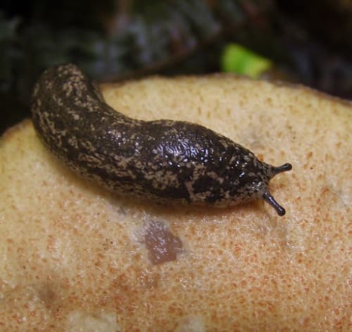 limace-pomme-terre