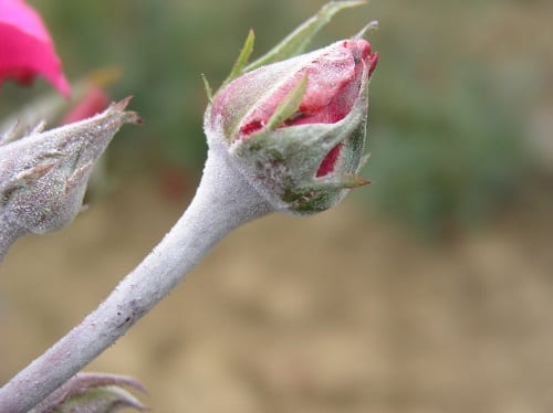 nouvelles-pousses-rosier-maladie-oidium
