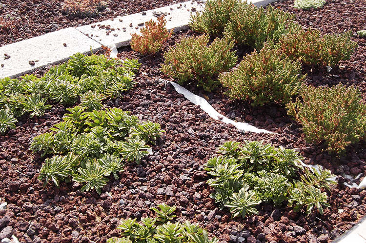 paillage-jardin-xerophile-pierres-volcaniques