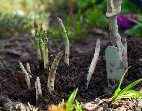 plantation-couronnes-asperge