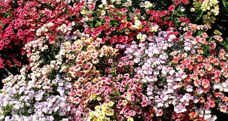 plante-annuelle-semi-rustique-nemesia