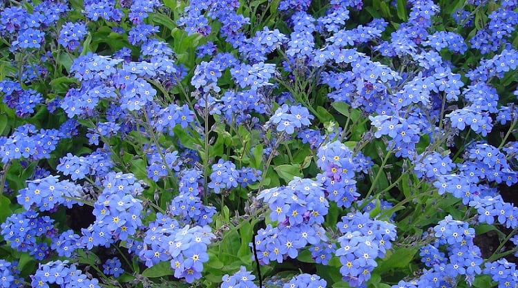 plante-biennale-robuste-myosotis