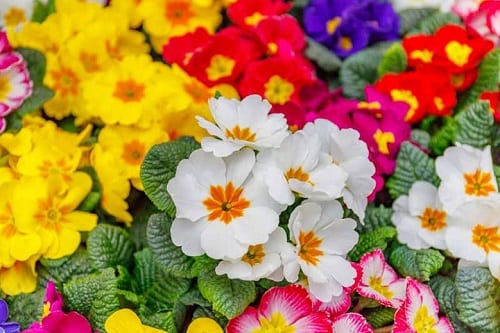 plante-polyanthus-fleurs