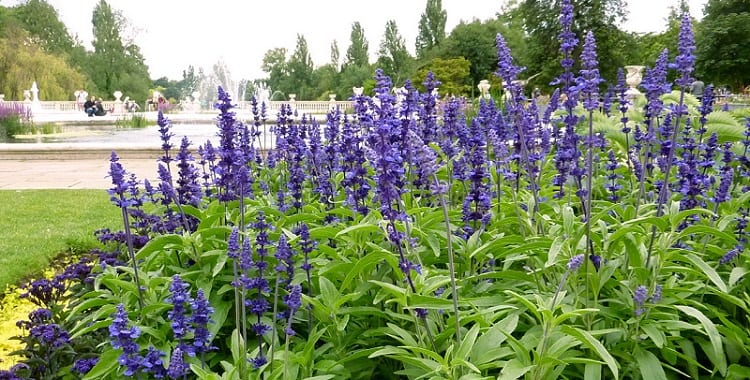 plante-salvia