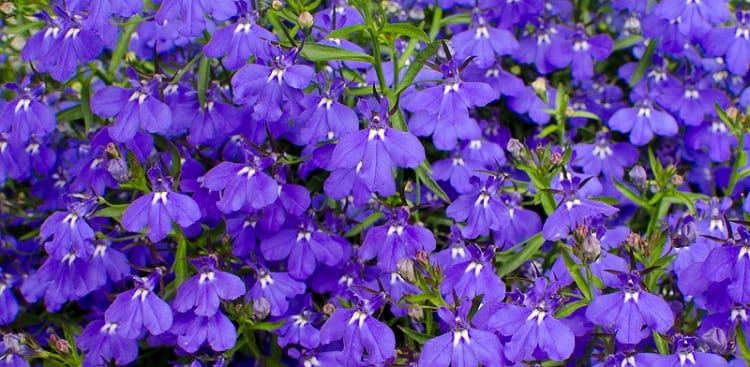 plante-vivace-semi-rustique-lobelia