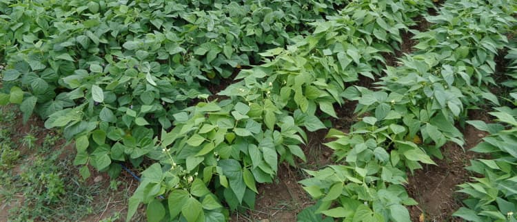 plantes-haricots-verts-nains