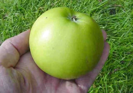 pomme-Golden-Noble
