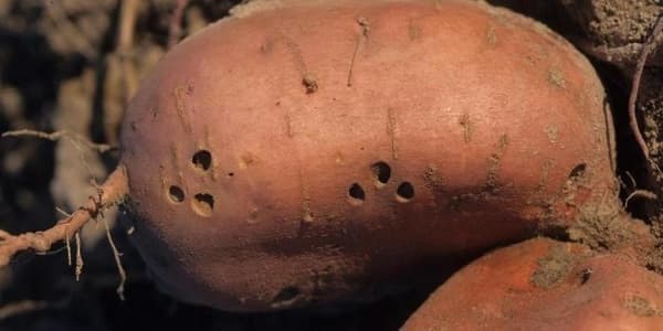 pomme-terre-atteinte-vers