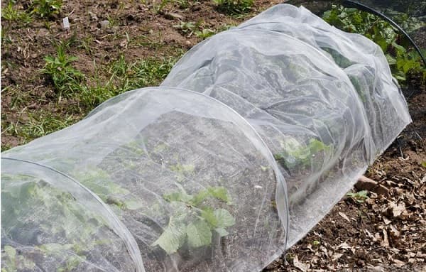 pommes-terre-toison-horticole