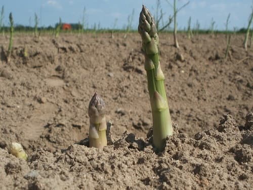 probleme-croissance-asperge