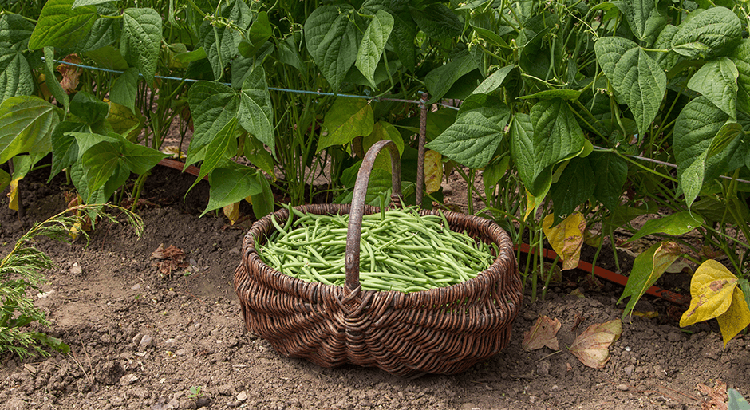 Haricots Verts : Plantation, Culture & Entretien - Secrets de Jardinier