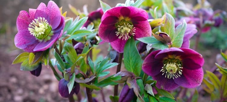 roses-hellebores