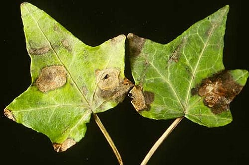 taches-foliaires-hedera-helix