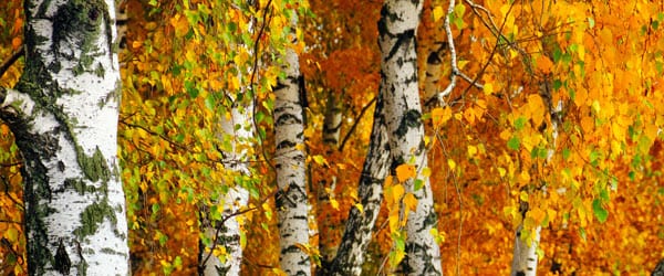 taille-bouleau-automne