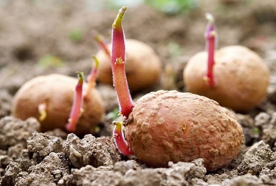 tubercules-pommes-terre