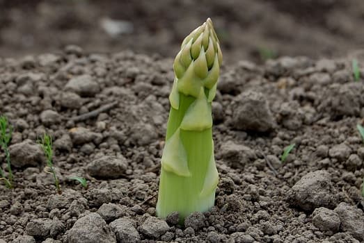 turion-asperge