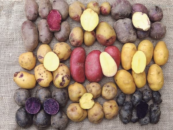 varietes-pommes-terre