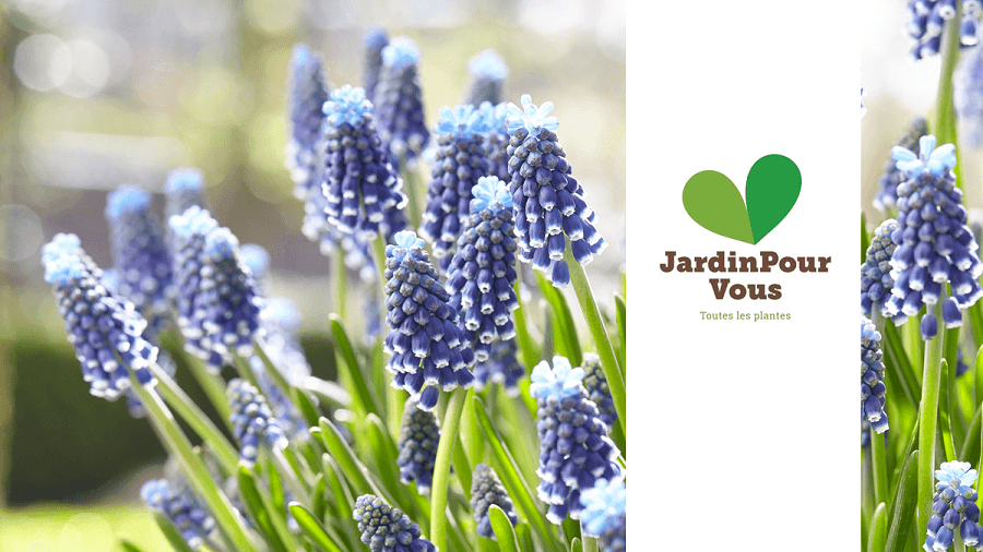 jardin-pour-vous-avis