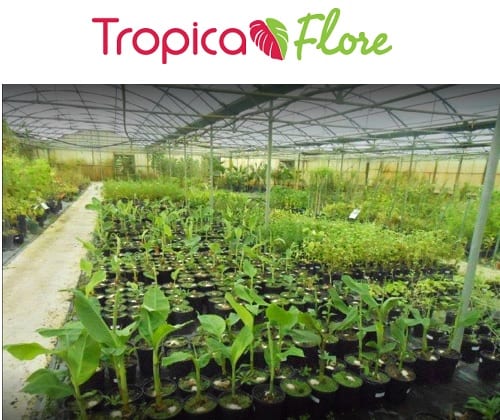 pepiniere-Tropicaflore