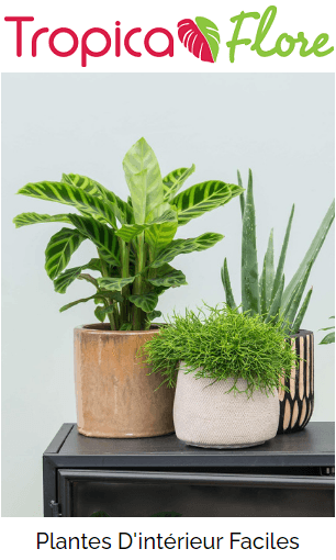 plante-interieur-site-marchand-Tropicaflore