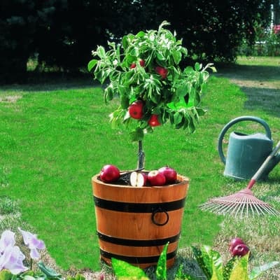 Pommier-nain-pot-jardin
