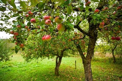 deux-pommiers-pommes-mures