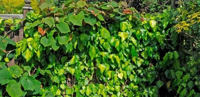 hedera-clochica