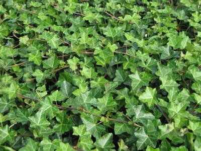 hedera-hibernica