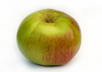 pomme-Bramleys-Seedling