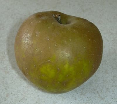 pomme-Egremont-Russet