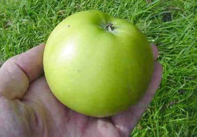 pomme-Golden-Noble