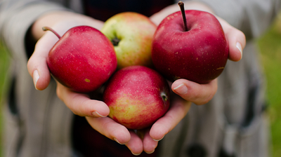 pommes-Laxtons-Fortune