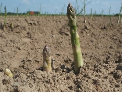 probleme-croissance-asperge