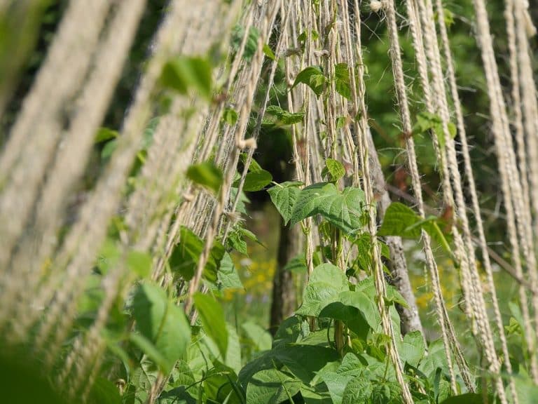 Haricots Verts Plantation, Culture & Entretien Secrets de Jardinier — free download